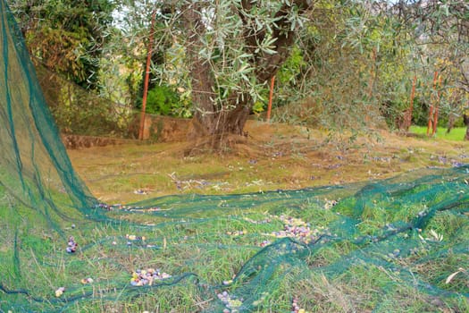 View of Olives harvest in Sicily countryside