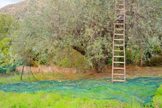 View of Olives harvest in Sicily countryside