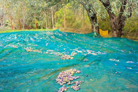 View of Olives harvest in Sicily countryside