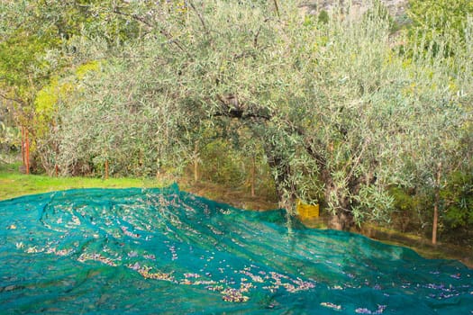 View of Olives harvest in Sicily countryside