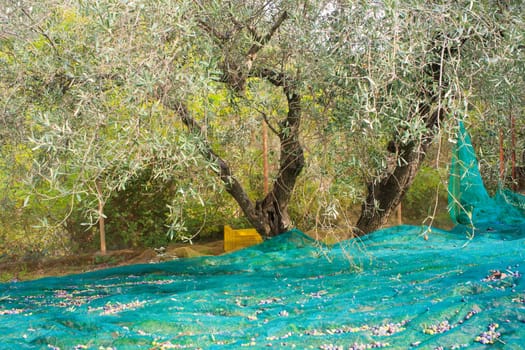 View of Olives harvest in Sicily countryside