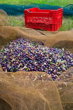 View of Olives harvest in Sicily countryside