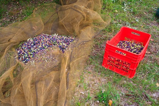 View of Olives harvest in Sicily countryside