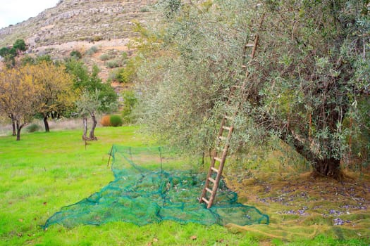 View of Olives harvest in Sicily countryside