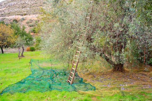 View of Olives harvest in Sicily countryside