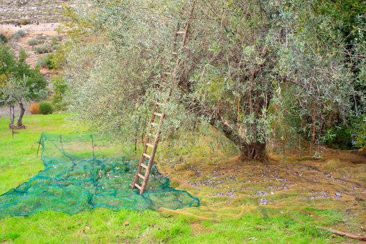 View of Olives harvest in Sicily countryside