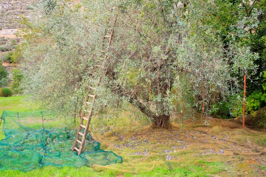 View of Olives harvest in Sicily countryside