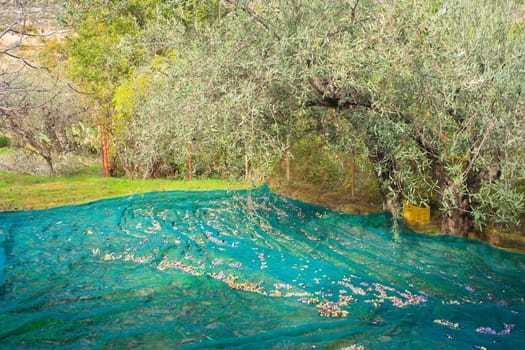View of Olives harvest in Sicily countryside