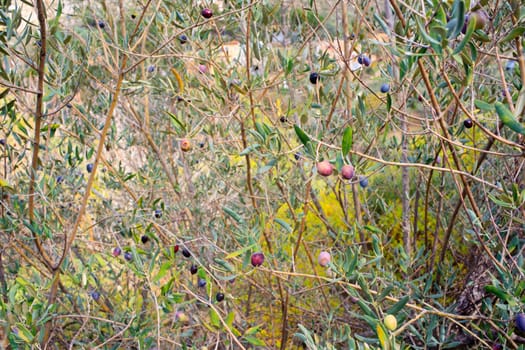 Olives harvest