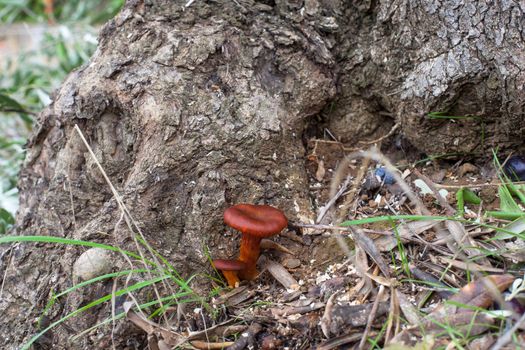 View of wild Mushrooms under olive tree