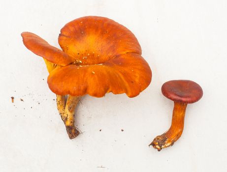 Close up of Mushrooms on light background