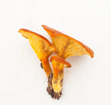 Close up of Mushrooms on light background