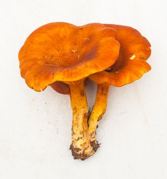 Close up of Mushrooms on light background