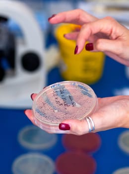 Hand of woman holds petri dish