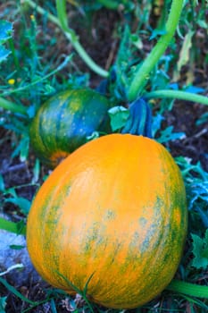 Close up of biological pumpkins in the field