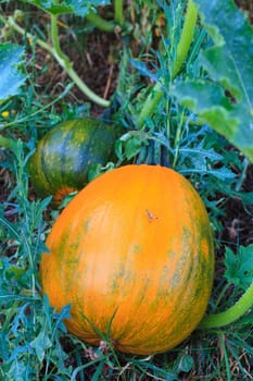 Close up of biological pumpkins in the field