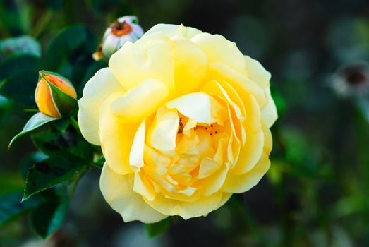 Close up view of a yellow rose.