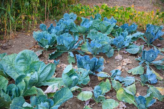 View of a Cultivation field with green beans plant and cabbage plant