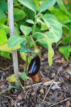 Close up of eggplant in the field