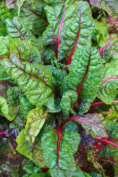 Close up of chard leaves in the field