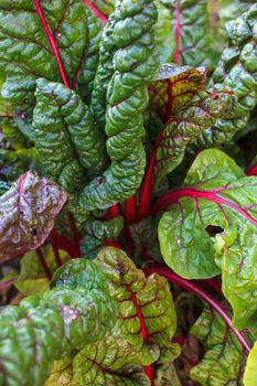 Close up of chard leaves in the field