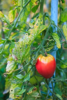 Close up of biological tomatoes in the field