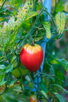 Close up of biological tomatoes in the field