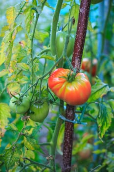 Close up of biological tomatoes in the field