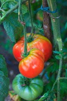 Close up of biological tomatoes in the field