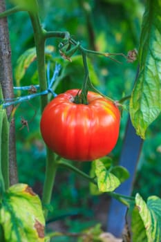 Close up of biological tomatoes in the field