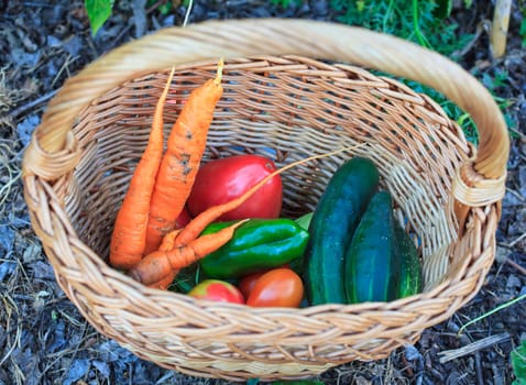 Carrots, tomatoes, cucumbers, and green peppers inside a wicker basket