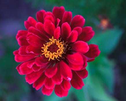Close up of red flower