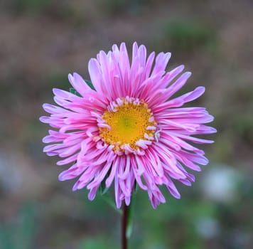 Close up of flower