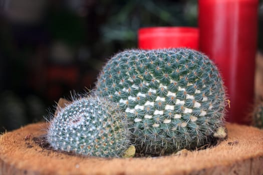 Photo of little cactus plant in a flower shop