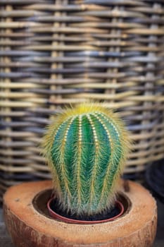 Photo of little cactus plant in a flower shop