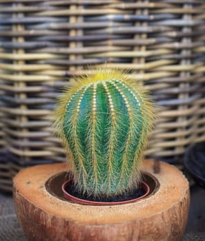 Photo of little cactus plant in a flower shop