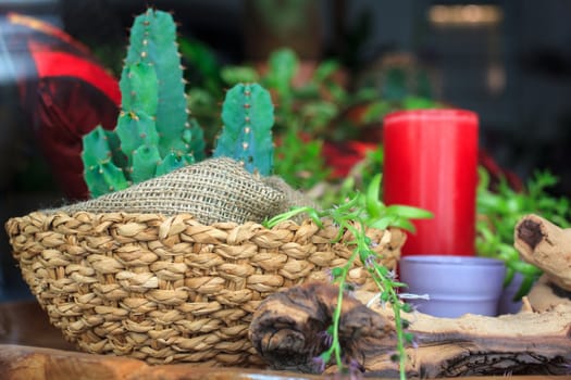 Photo of little cactus plant in a flower shop