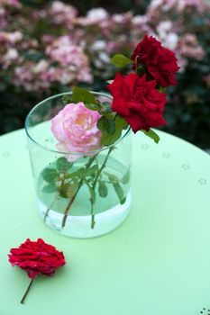 Red roses inside the glass pot