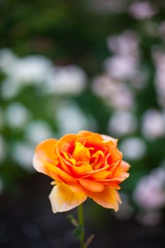 Close up of a nice orange rose