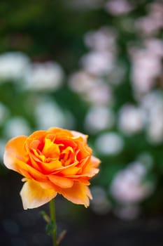 Close up of a nice orange rose