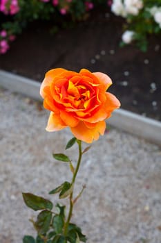 Close up of a nice orange rose