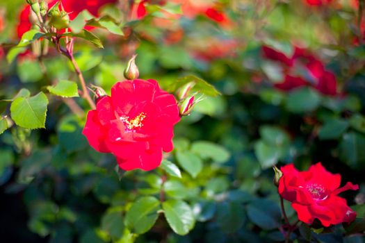 Photo of red flowers in a garden