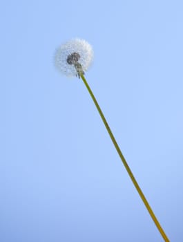 Close up of dandelion on blue sky