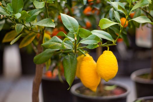 Biological Lemons on tree in the pot