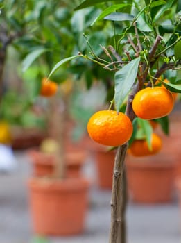 Biological tangerine on tree in the pot