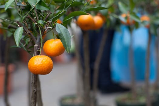Biological tangerine on tree in the pot