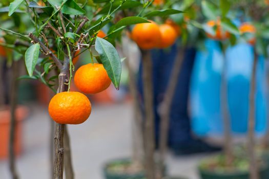 Biological tangerine on tree in the pot