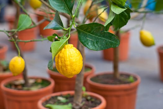 Biological Lemons on tree in the pot