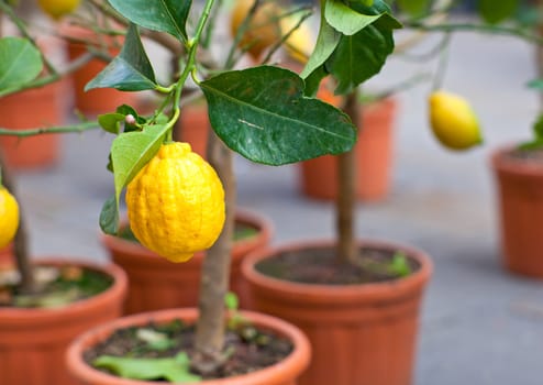 Biological Lemons on tree in the pot