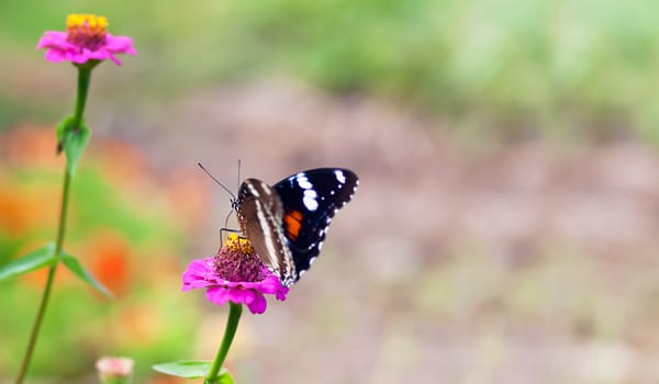 Autumn Australian female butterfly Hypolimnas bolina Common Eggfly NYMPHALINAE in garden on pink flower with copy -space